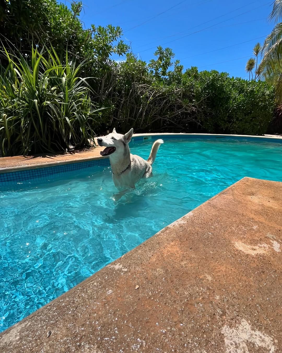 Post 7 by Animal House Playa del Carmen🐾🩵 on Instagram (carousel)