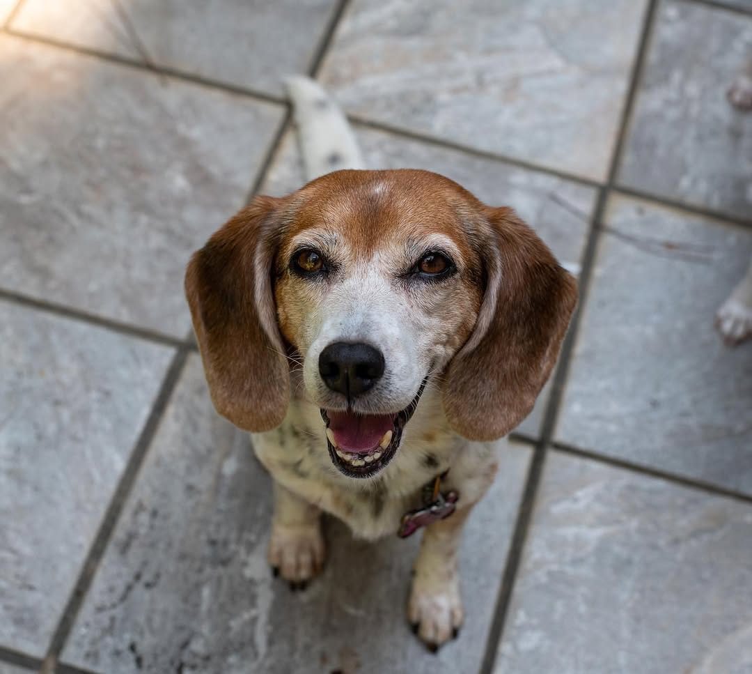 Post 2 by Twix The Beagle And Indy on Instagram (image)