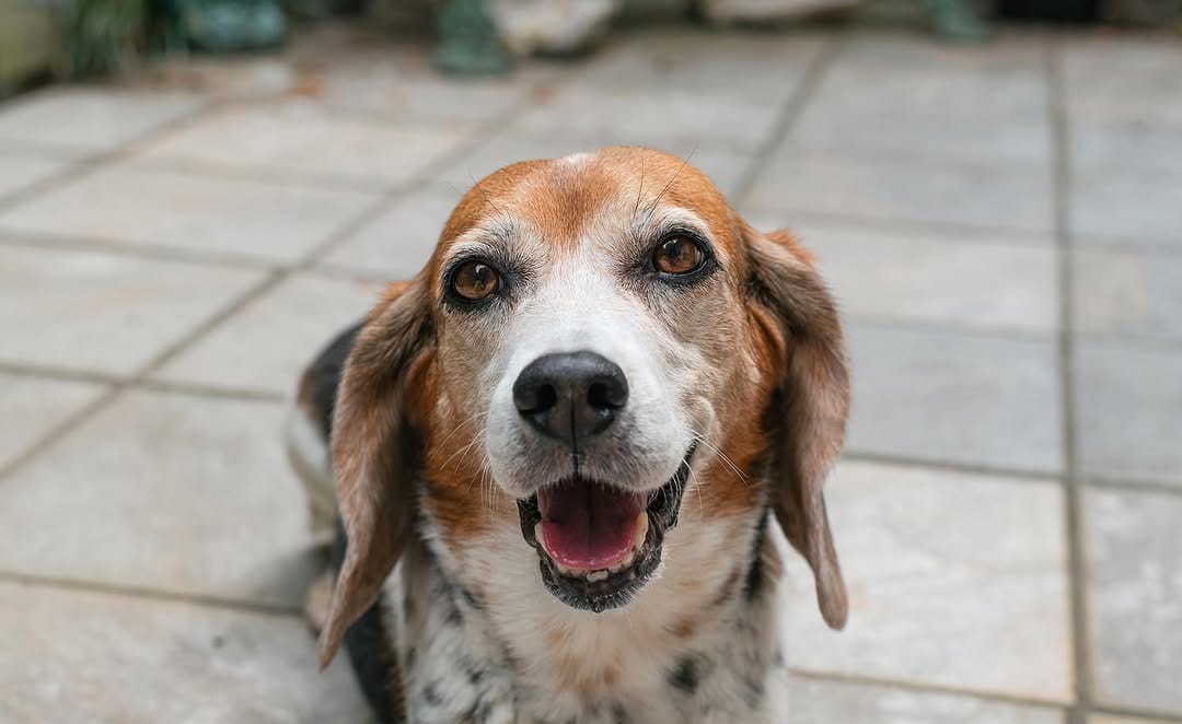 Post 8 by Twix The Beagle And Indy on Instagram (image)