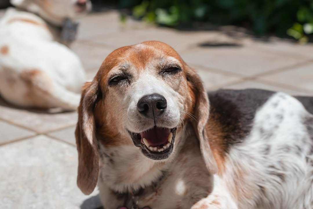 Post 10 by Twix The Beagle And Indy on Instagram (image)