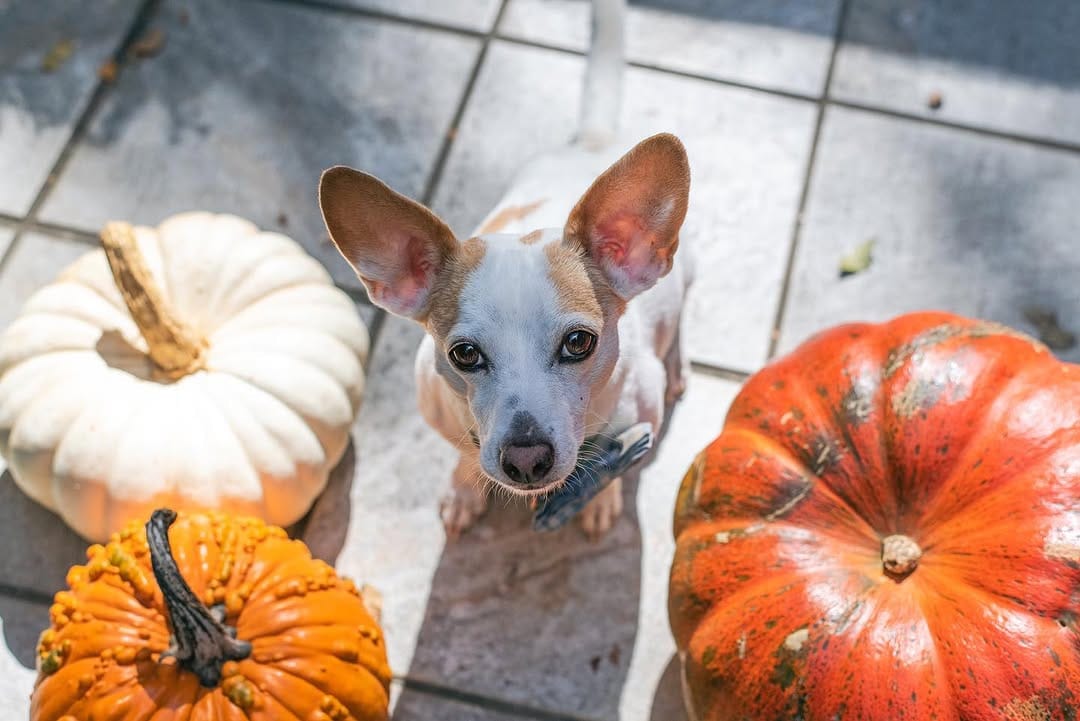 Post 3 by Twix The Beagle And Indy on Instagram (image)