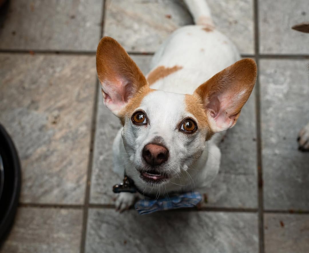 Post 7 by Twix The Beagle And Indy on Instagram (image)