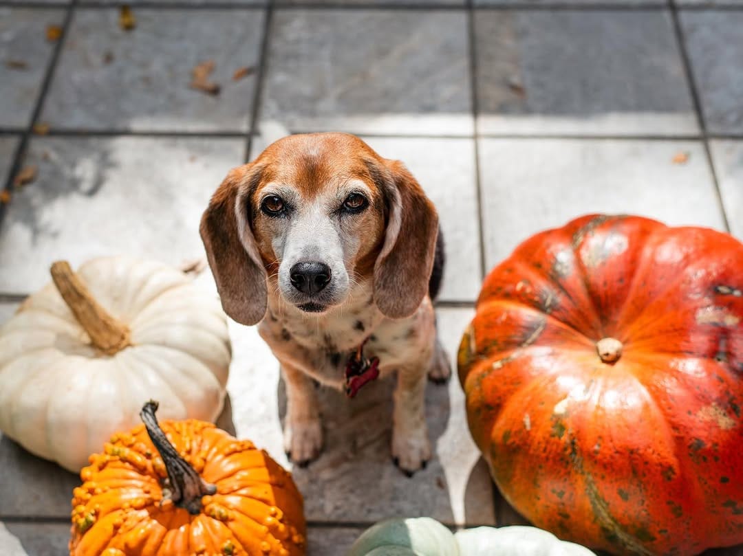 Post 4 by Twix The Beagle And Indy on Instagram (image)