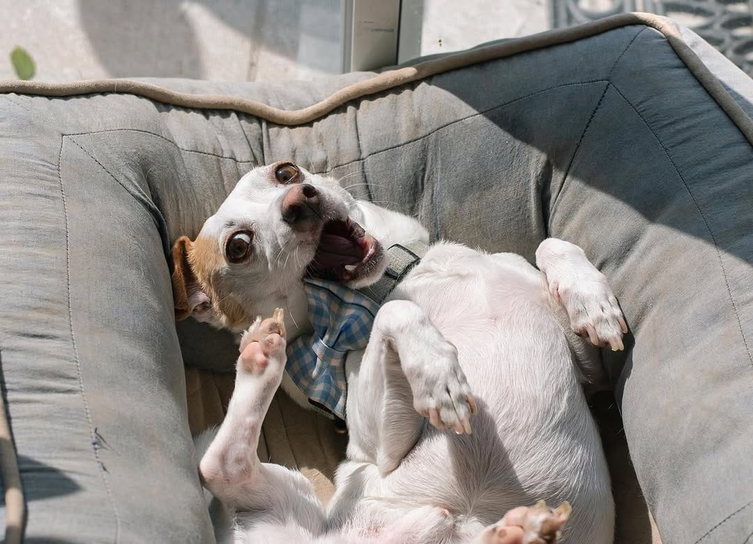 Post 9 by Twix The Beagle And Indy on Instagram (image)