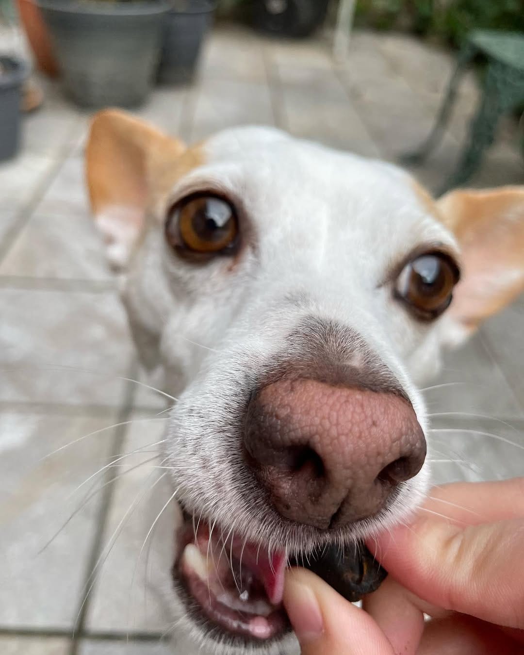 Post 1 by Twix The Beagle And Indy on Instagram (carousel)