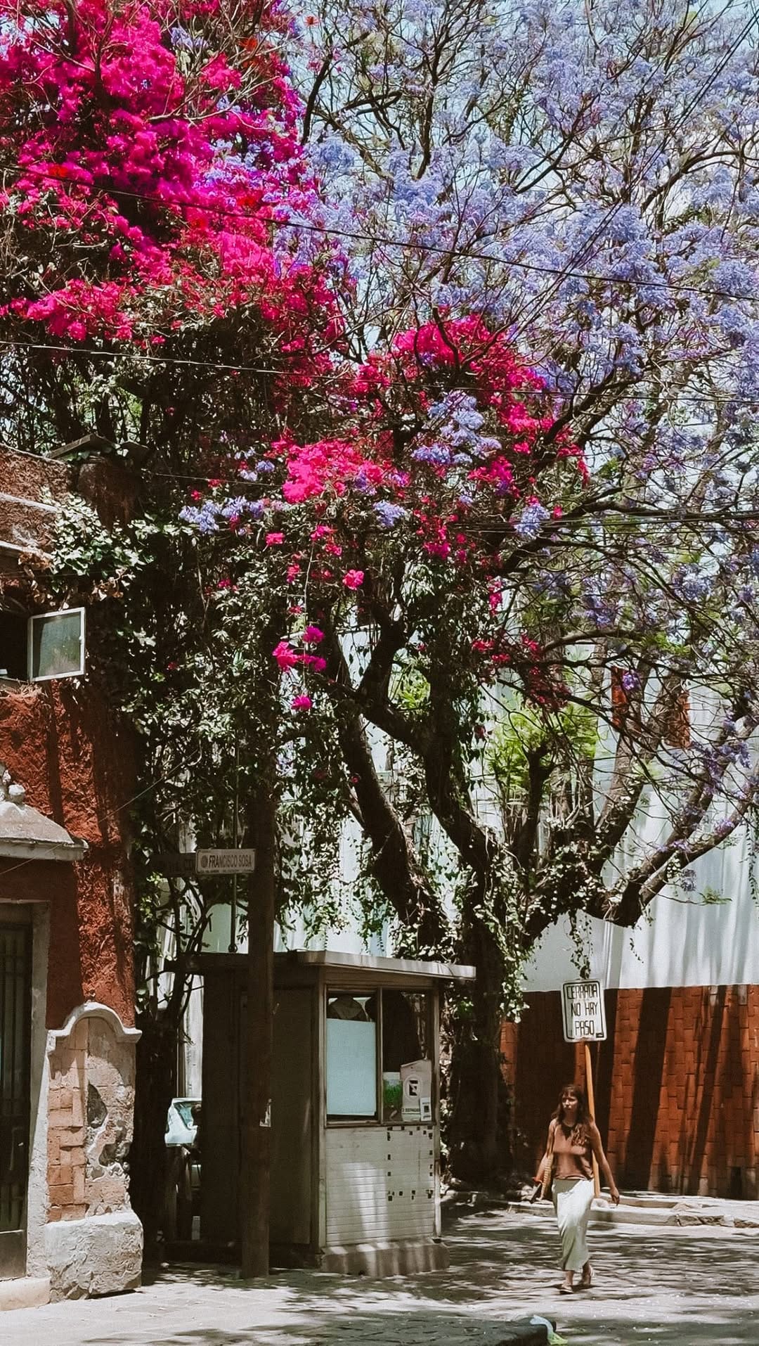 Post 5 by Manon | Traveler | CDMX | Mexico on Instagram (video)