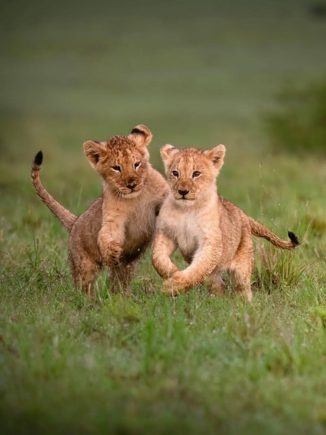 Post 5 by Animals Salvajes | bigcats on Instagram (carousel)