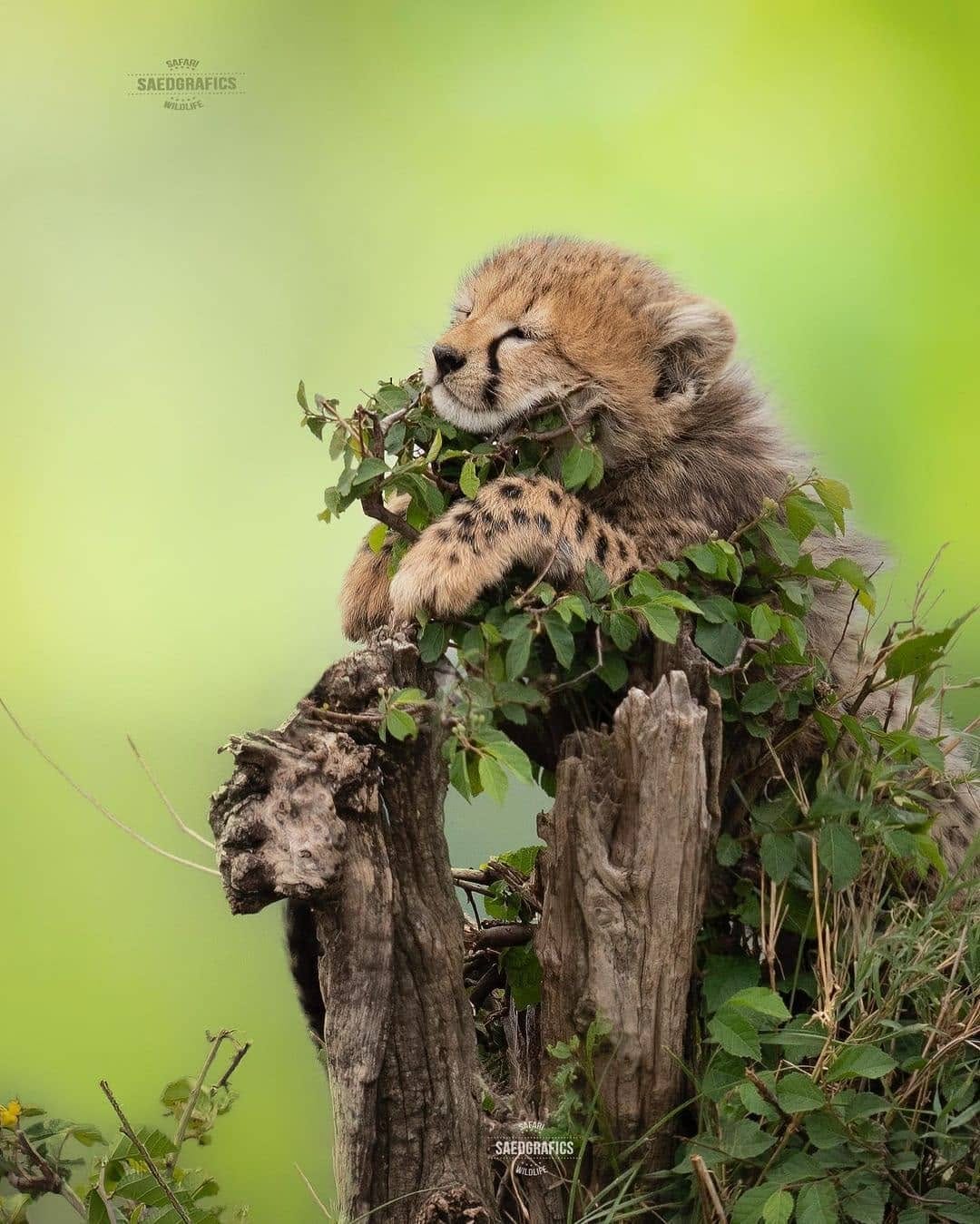 Post 9 by Animals Salvajes | bigcats on Instagram (image)