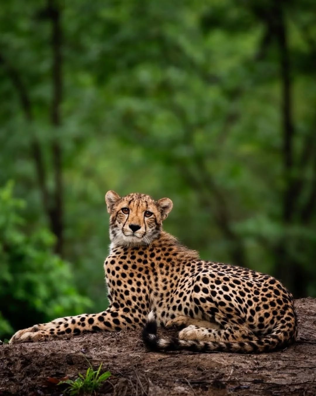 Post 6 by Animals Salvajes | bigcats on Instagram (carousel)