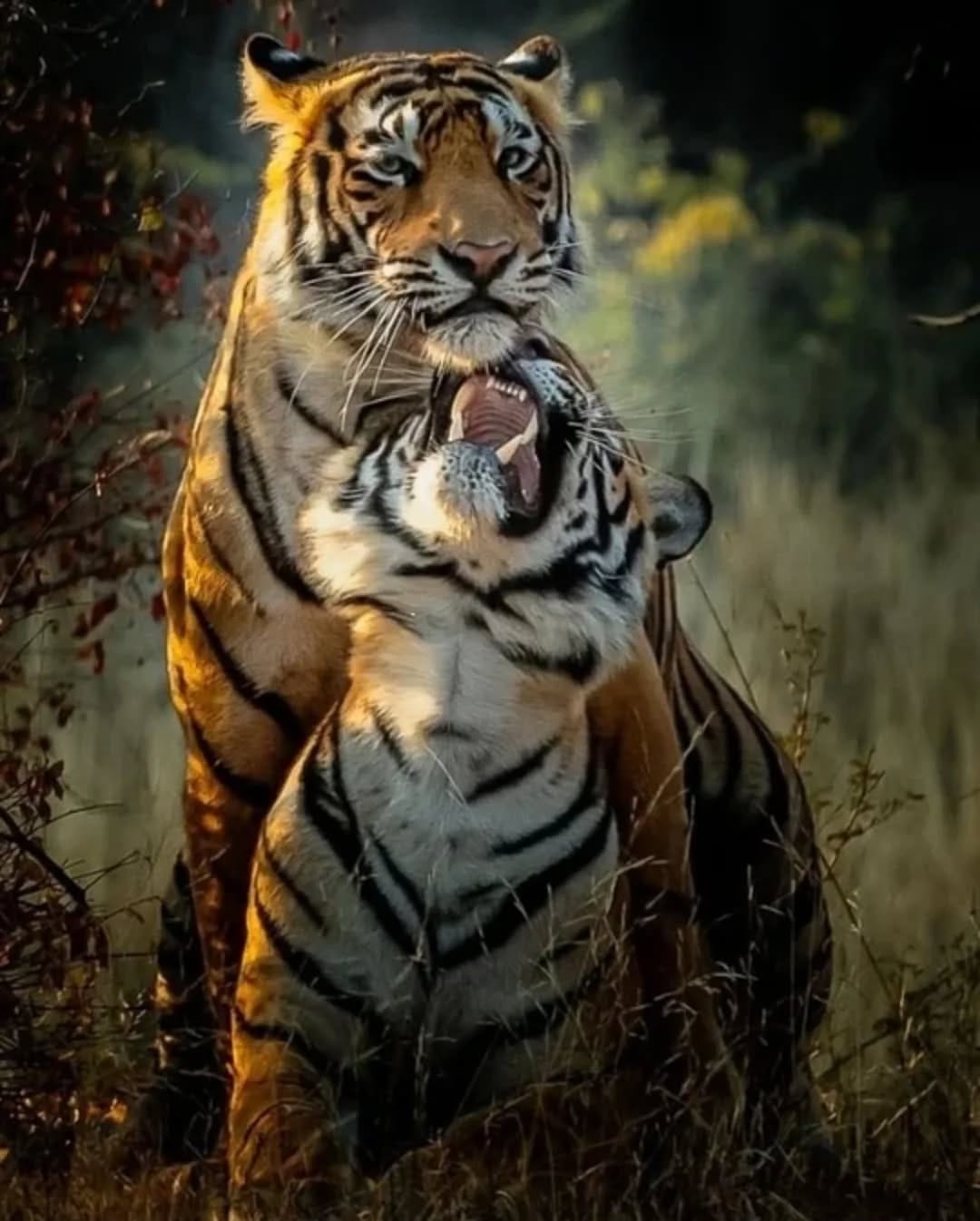Post 4 by Animals Salvajes | bigcats on Instagram (image)