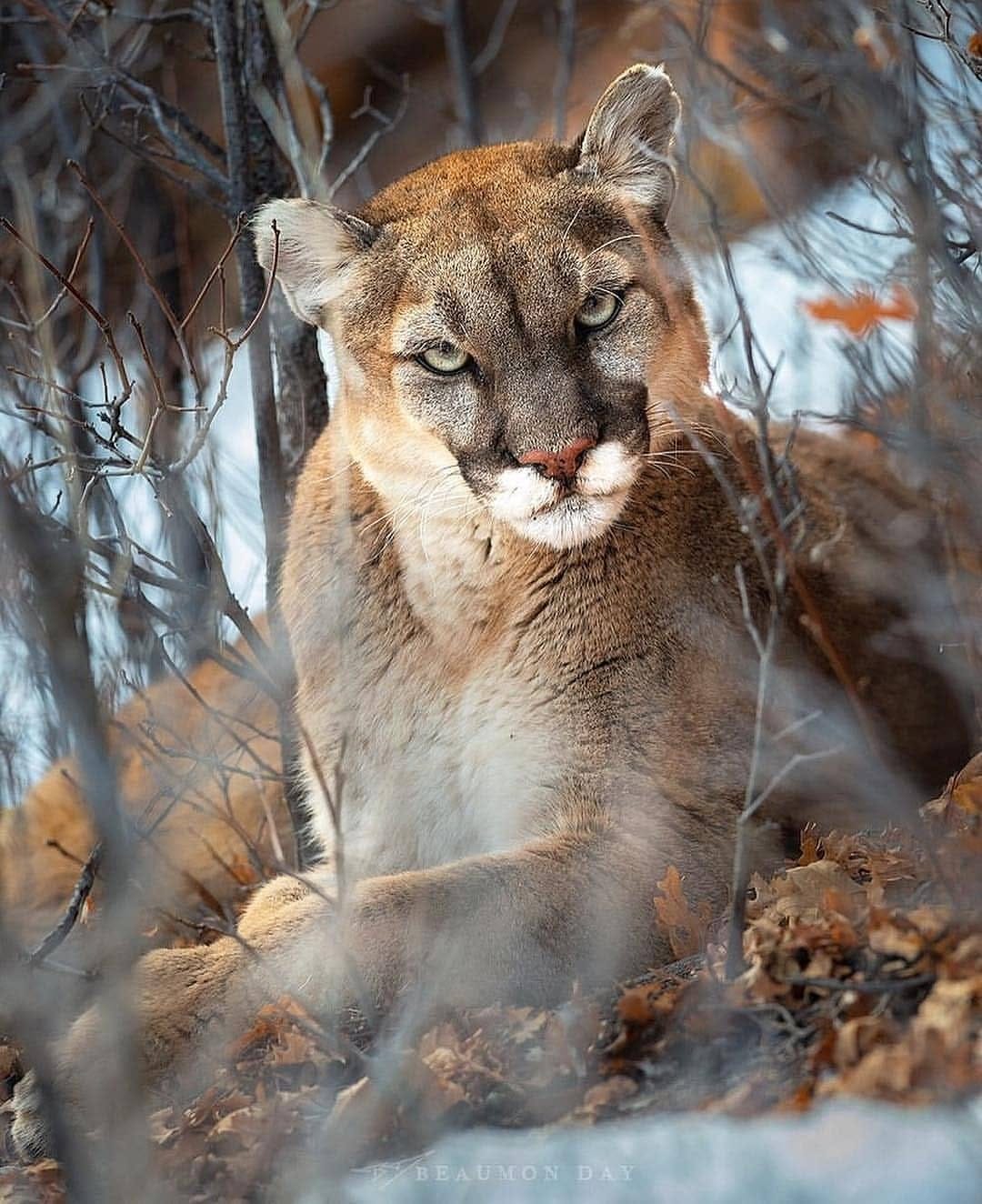 Post 10 by Animals Salvajes | bigcats on Instagram (image)