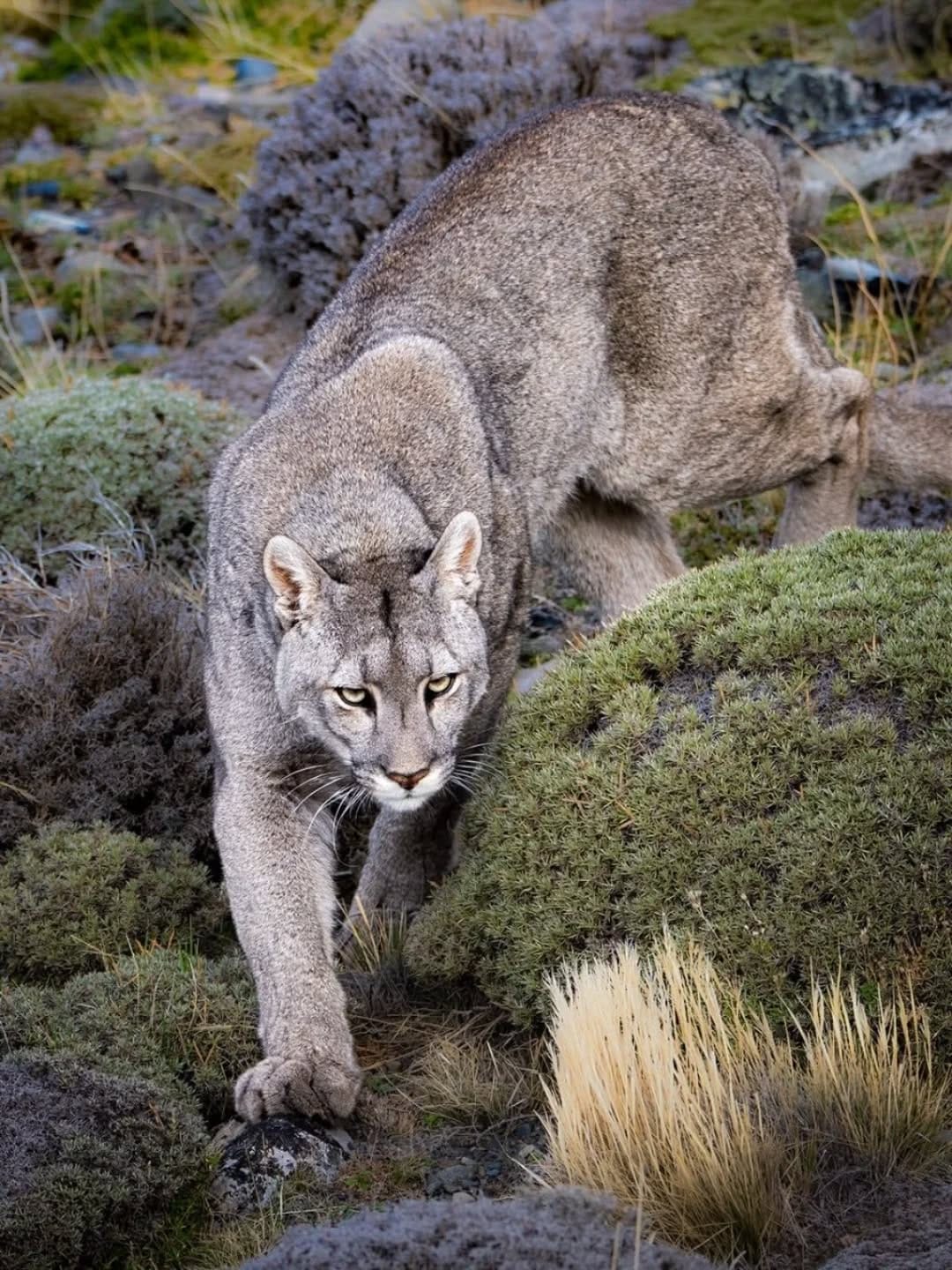 Post 1 by Animals Salvajes | bigcats on Instagram (carousel)