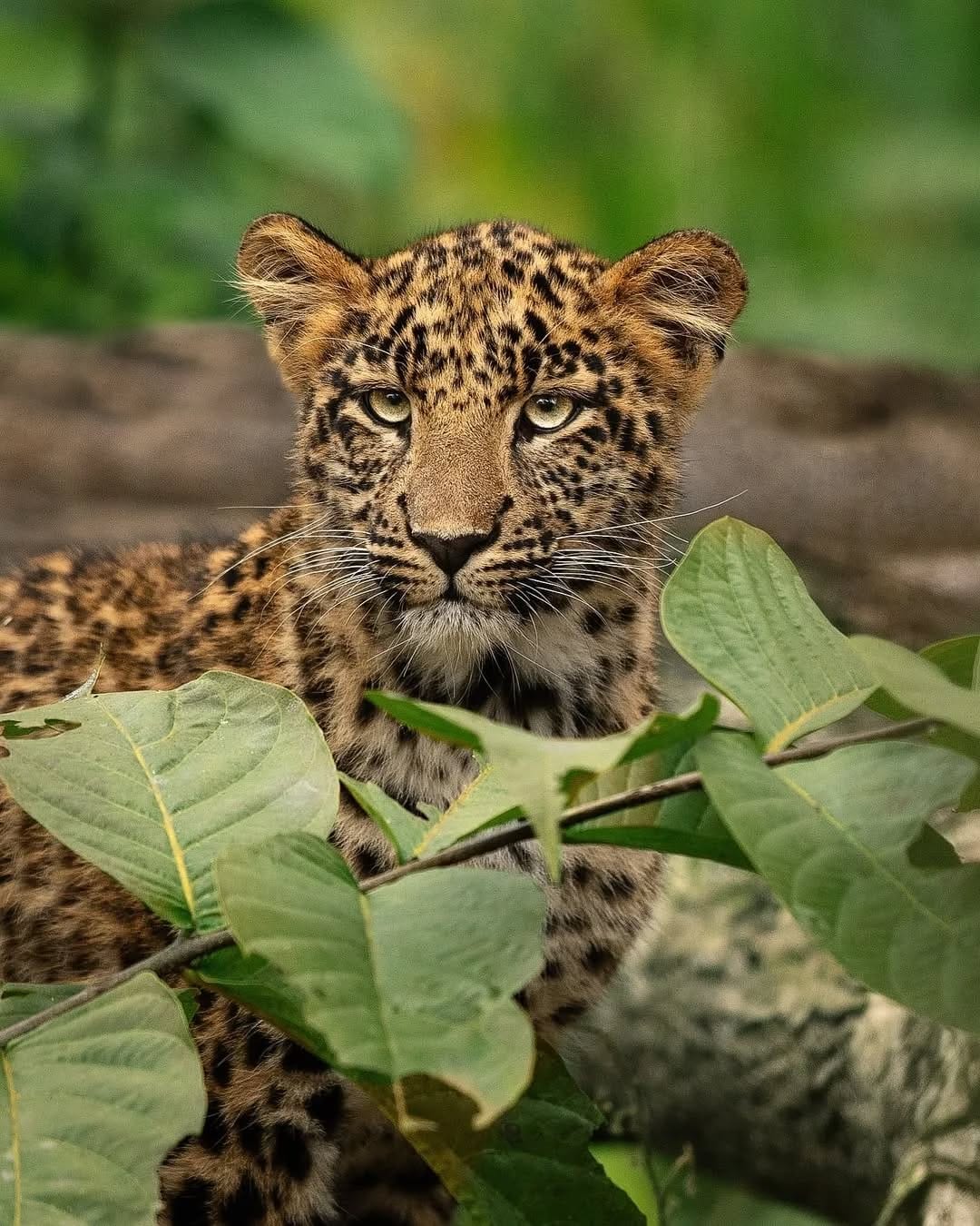 Post 3 by Animals Salvajes | bigcats on Instagram (carousel)
