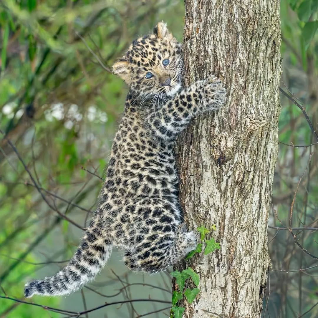 Post 8 by Animals Salvajes | bigcats on Instagram (carousel)
