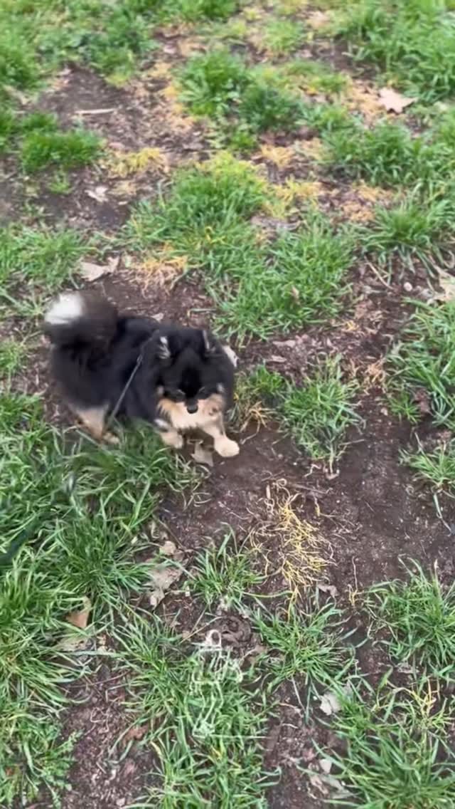 Post 3 by Henry on Instagram (video)