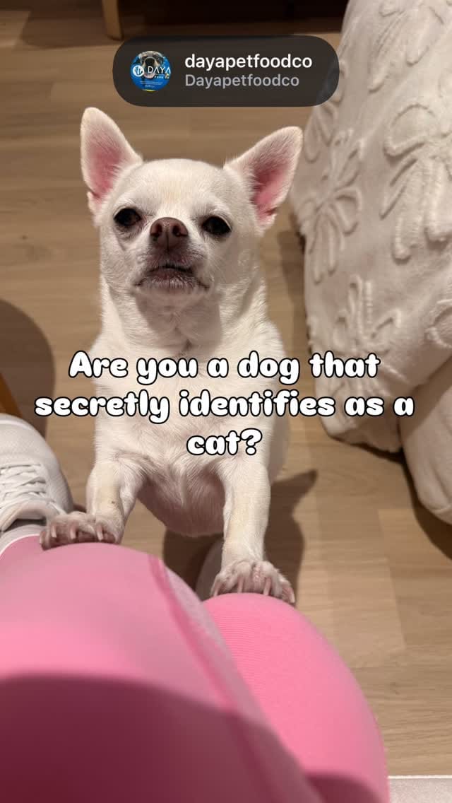 Post 4 by Sunny The Chi on Instagram (video)
