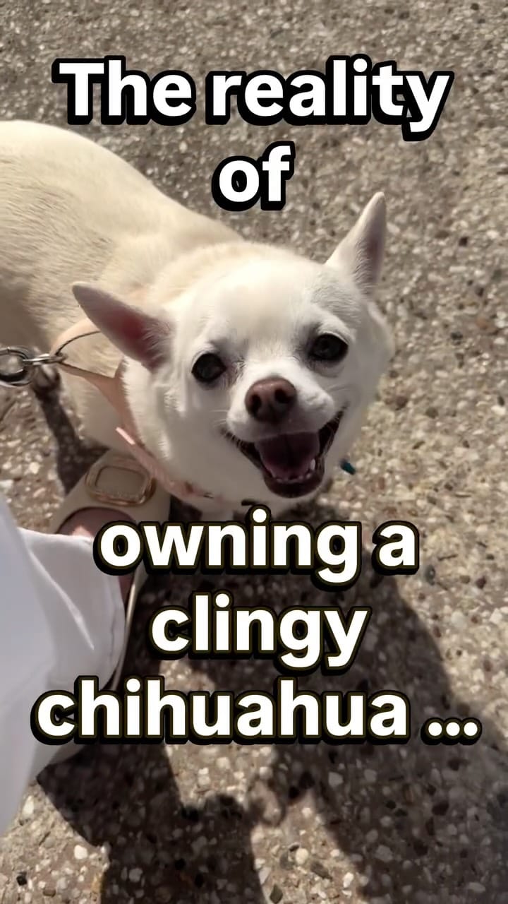 Post 5 by Sunny The Chi on Instagram (video)