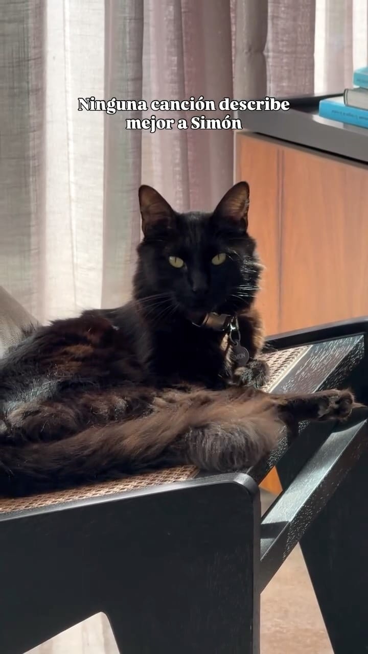 Post 7 by Pomeranian Rocky | Gato Simón | Aventuras Pet-friendly on Instagram (video)