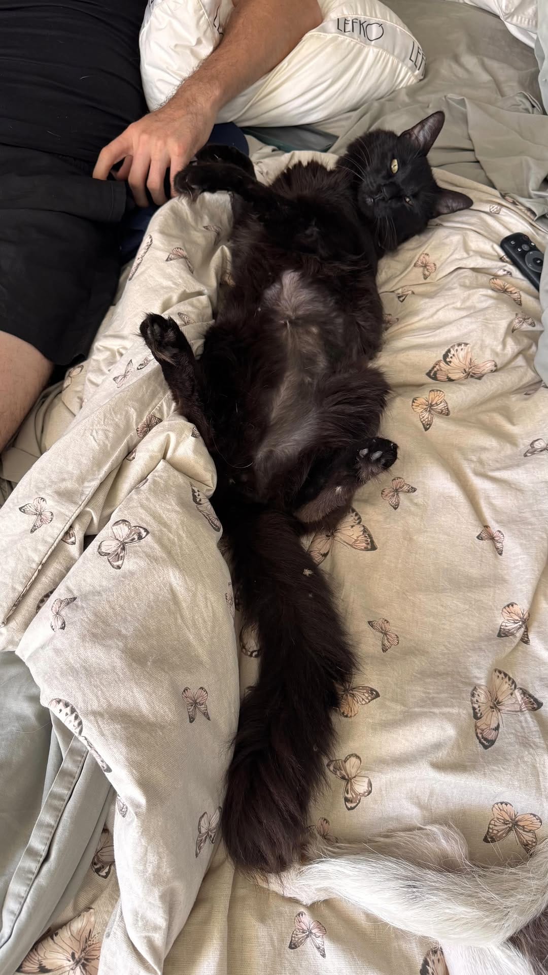 Post 1 by Pomeranian Rocky | Gato Simón | Aventuras Pet-friendly on Instagram (video)