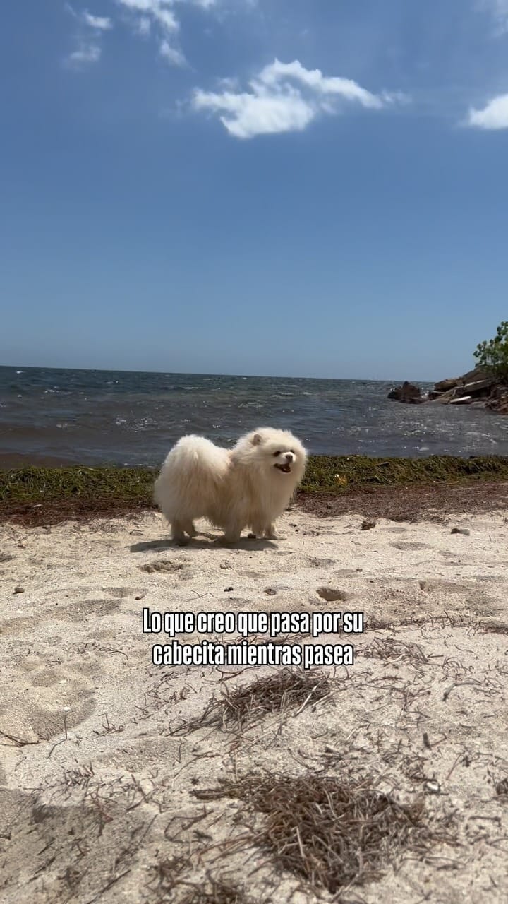 Post 8 by Pomeranian Rocky | Gato Simón | Aventuras Pet-friendly on Instagram (video)