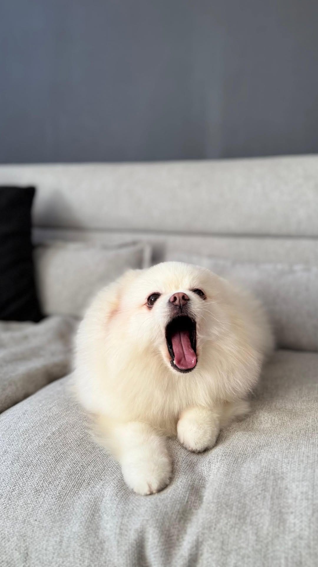 Post 9 by Pomeranian Rocky | Gato Simón | Aventuras Pet-friendly on Instagram (video)