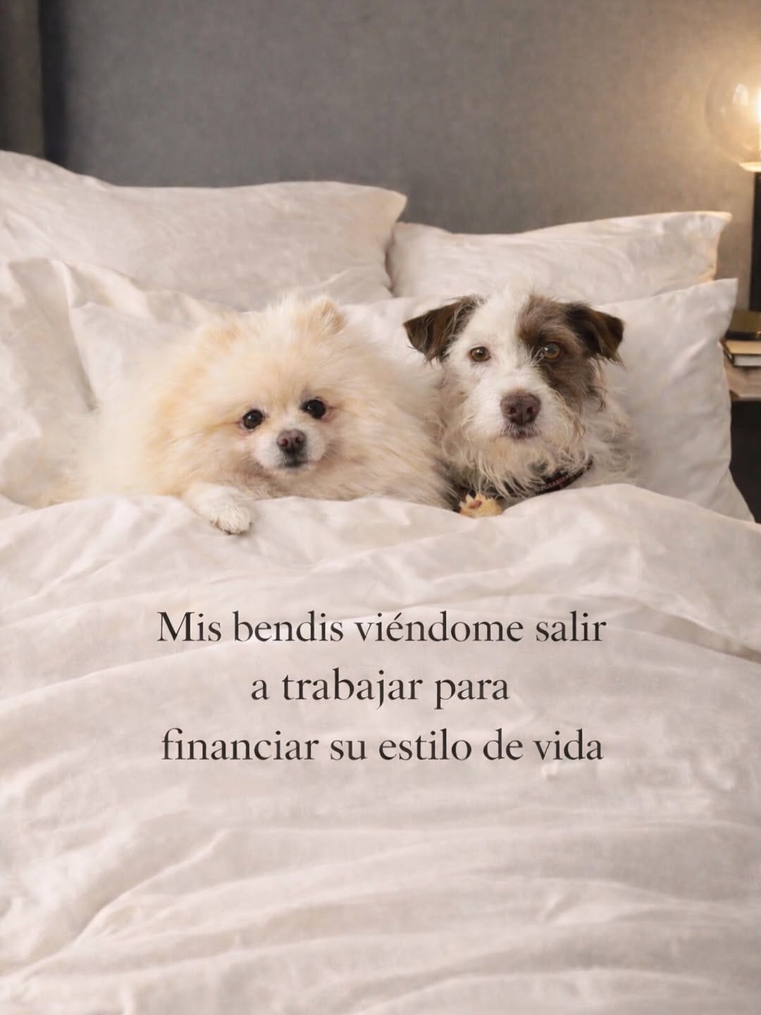 Post 6 by Pomeranian Rocky | Gato Simón | Aventuras Pet-friendly on Instagram (image)