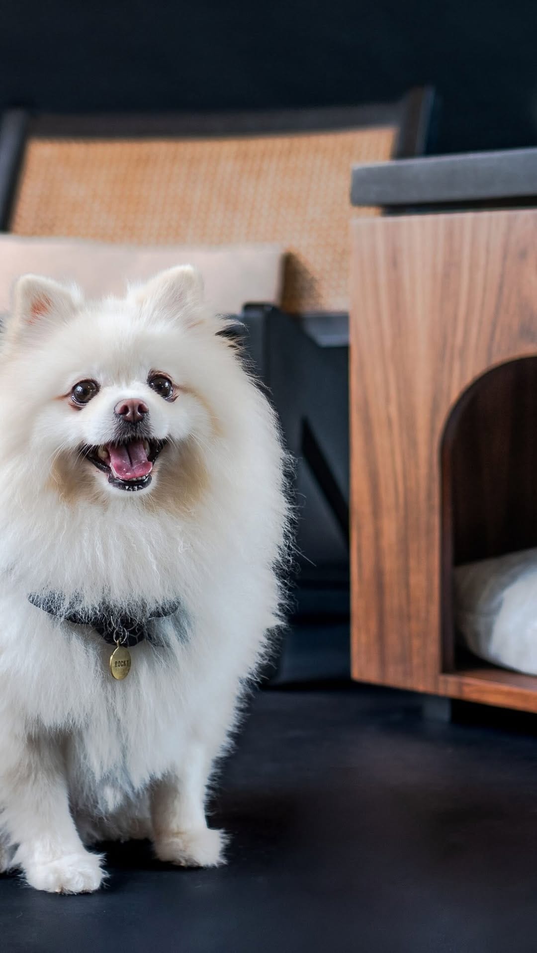 Post 2 by Pomeranian Rocky | Gato Simón | Aventuras Pet-friendly on Instagram (video)