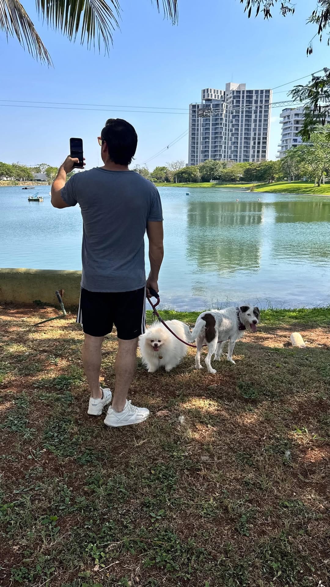 Post 4 by Pomeranian Rocky | Gato Simón | Aventuras Pet-friendly on Instagram (video)