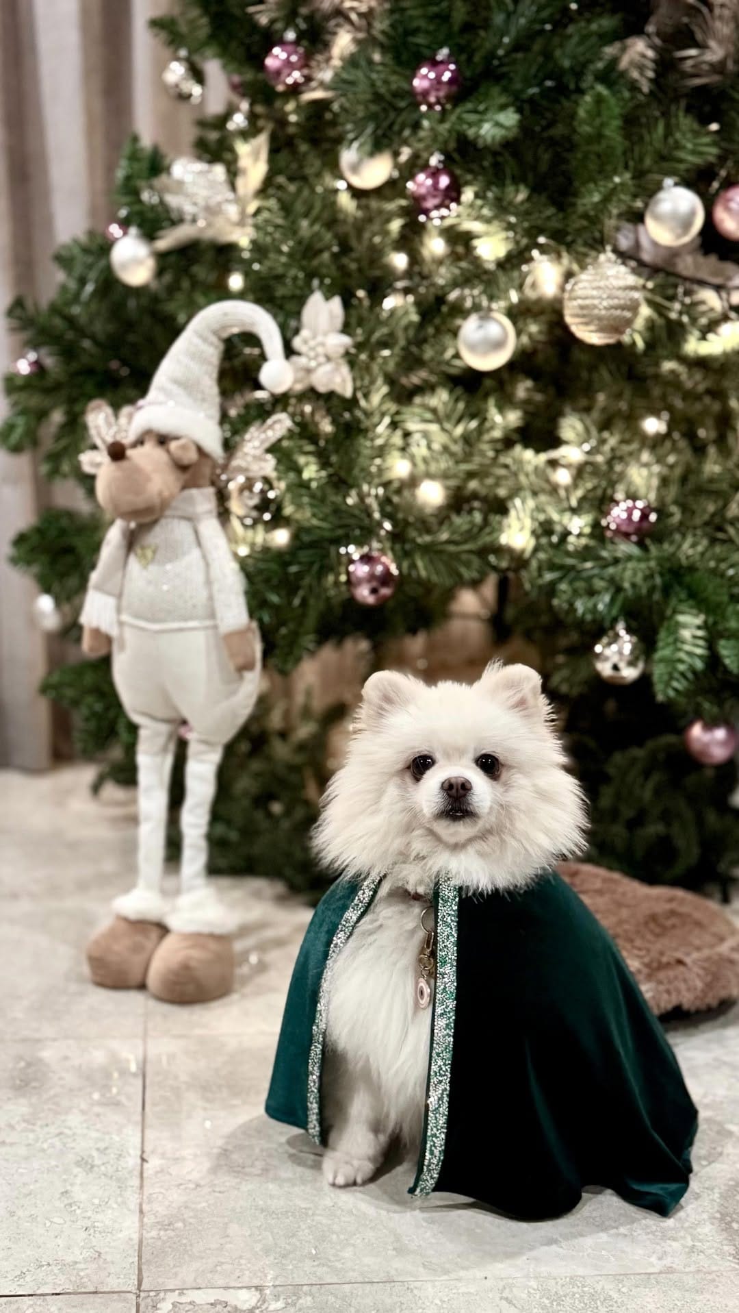 Post 10 by Pomeranian Rocky | Gato Simón | Aventuras Pet-friendly on Instagram (video)