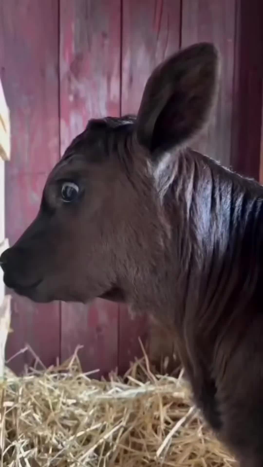 Post 3 by La Mera Birria Monterrey on Instagram (video)