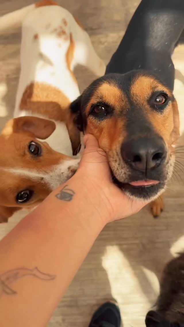 Post 5 by Playa Animal Rescue - 501c3 on Instagram (video)