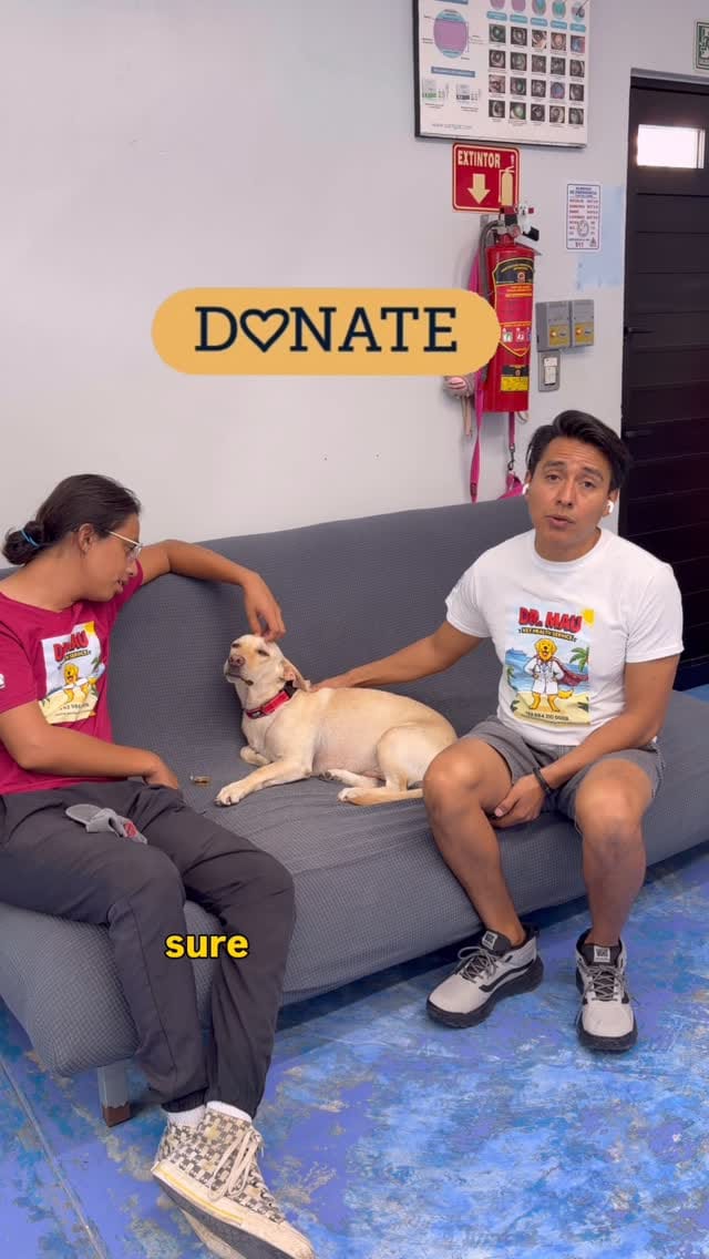 Post 2 by Playa Animal Rescue - 501c3 on Instagram (video)
