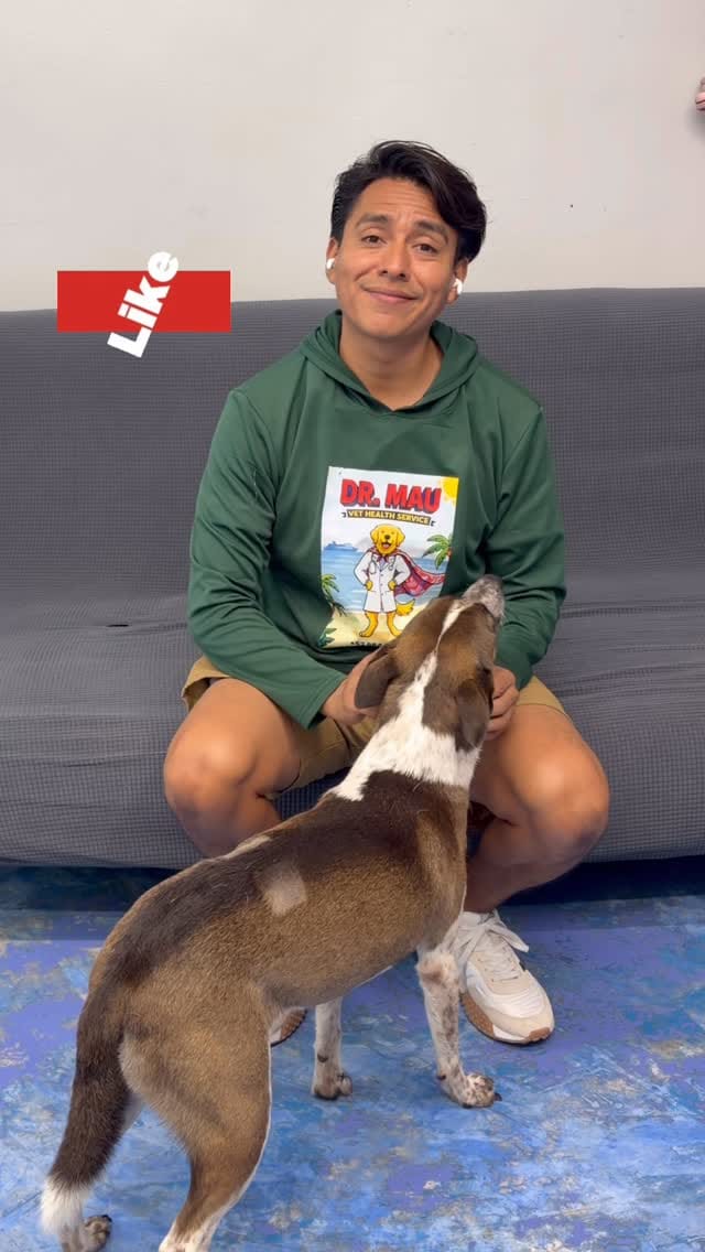 Post 3 by Playa Animal Rescue - 501c3 on Instagram (video)
