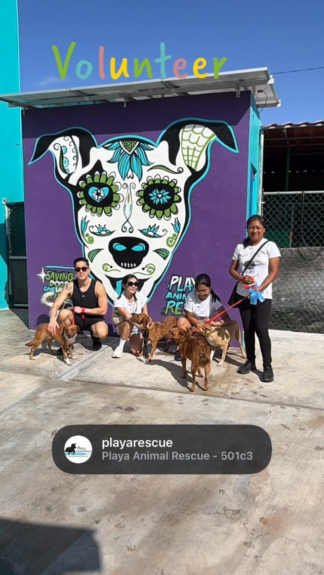 Post 1 by Playa Animal Rescue - 501c3 on Instagram (video)