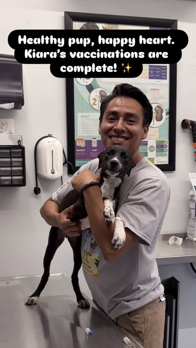 Post 7 by Playa Animal Rescue - 501c3 on Instagram (video)