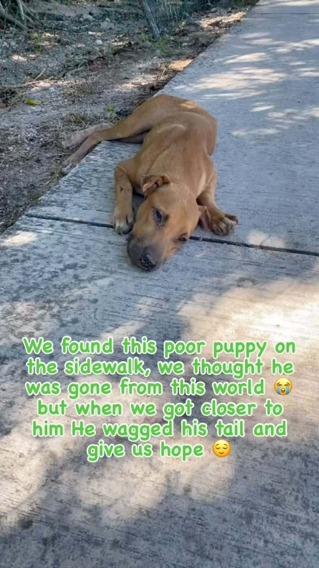 Post 10 by Playa Animal Rescue - 501c3 on Instagram (video)