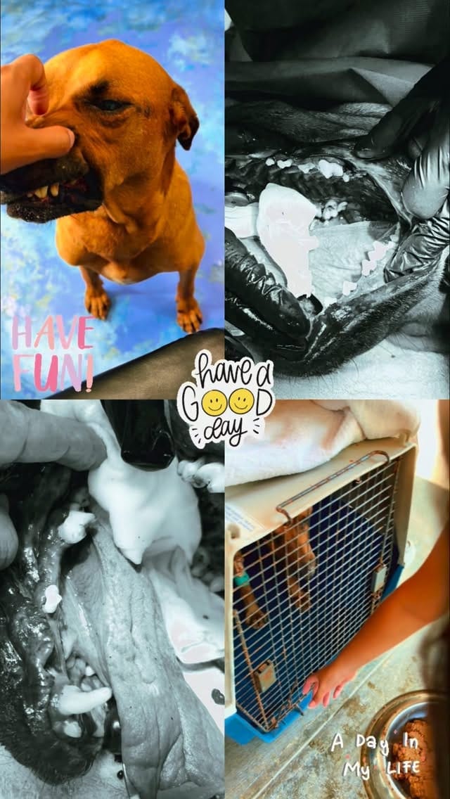 Post 6 by Playa Animal Rescue - 501c3 on Instagram (video)