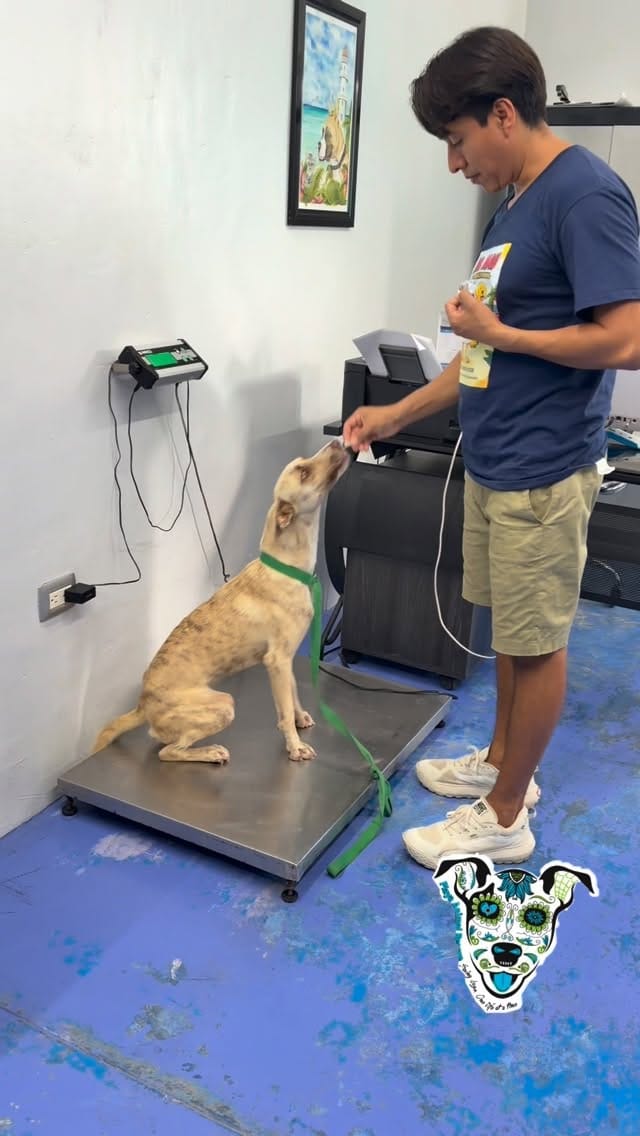 Post 4 by Playa Animal Rescue - 501c3 on Instagram (video)
