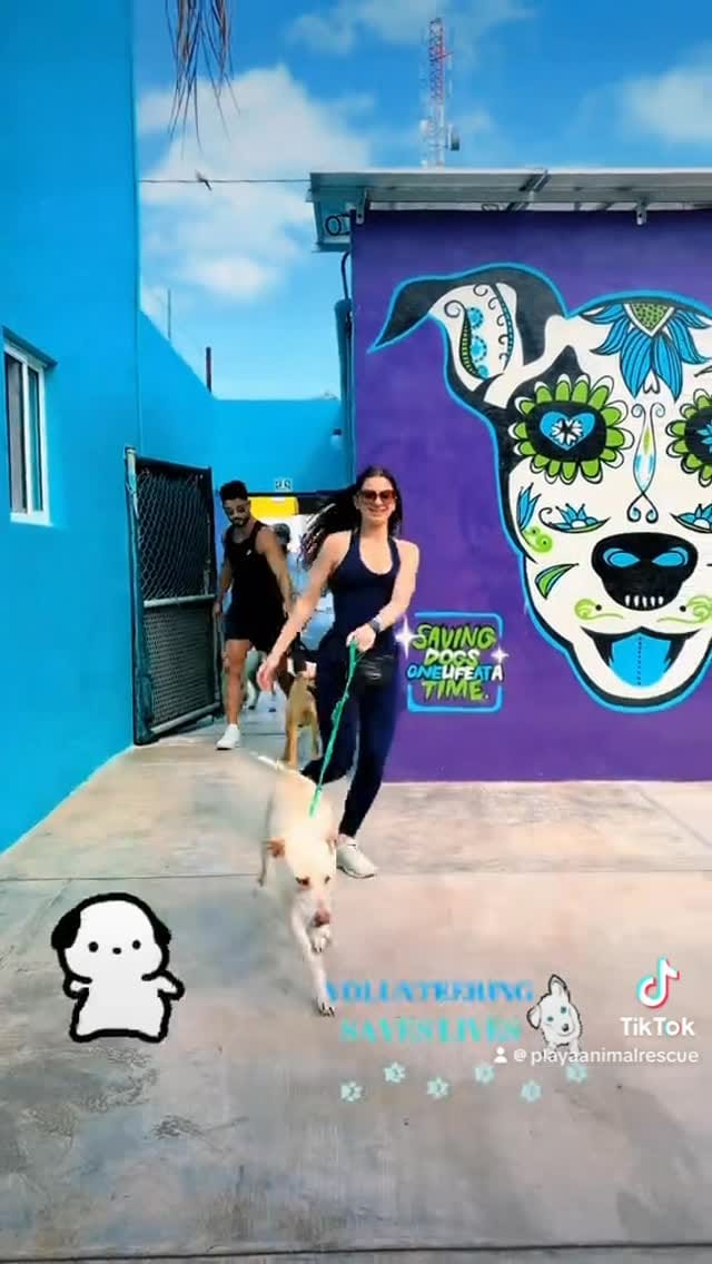 Post 8 by Playa Animal Rescue - 501c3 on Instagram (video)