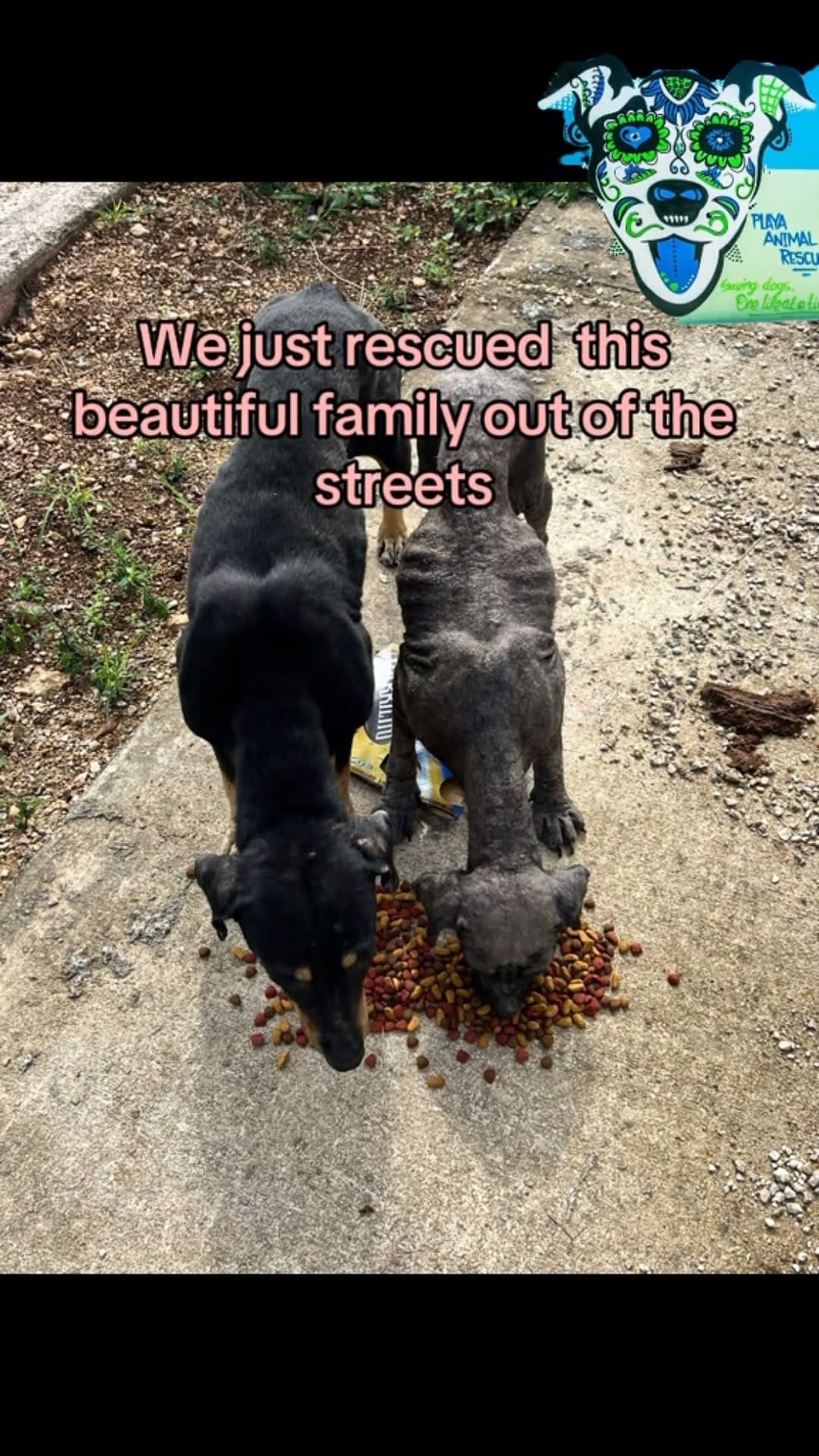 Post 9 by Playa Animal Rescue - 501c3 on Instagram (video)