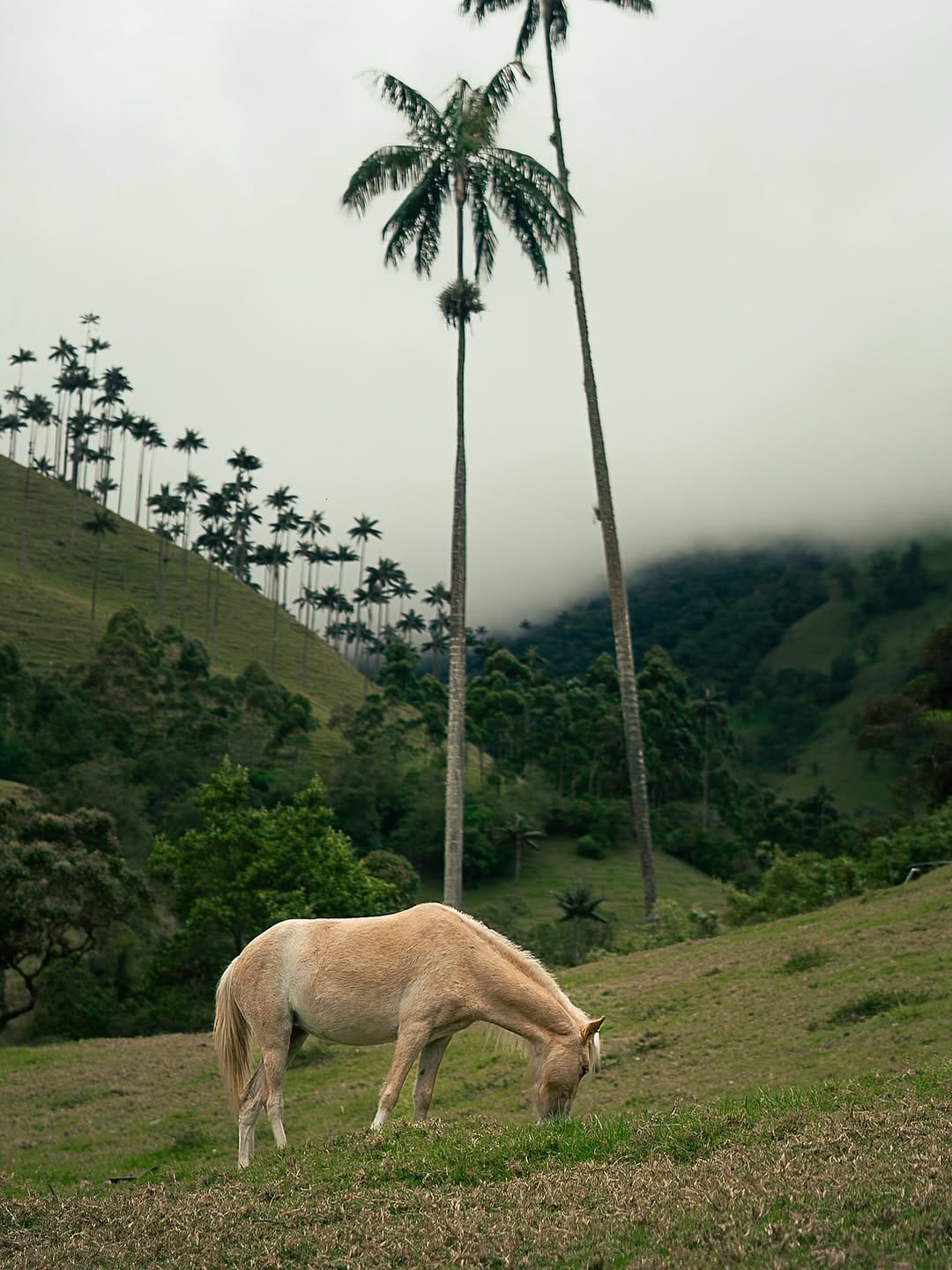 Post 8 by Alex León | 𝗖𝗿𝗲𝗮𝗱𝗼𝗿 𝗩𝗶𝘀𝘂𝗮𝗹 on Instagram (carousel)