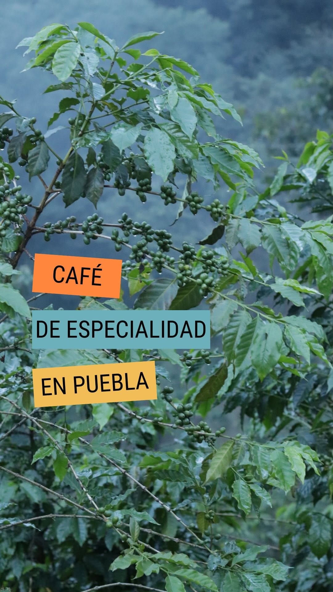 Post 10 by Black Cat. Black Rabbit. Specialty Coffee Shop on Instagram (video)