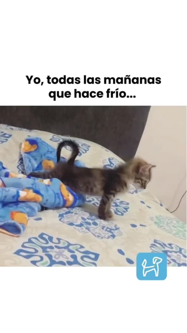 Post 4 by Petzer México on Instagram (video)