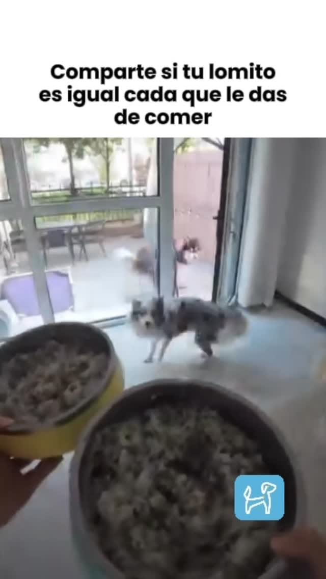 Post 5 by Petzer México on Instagram (video)