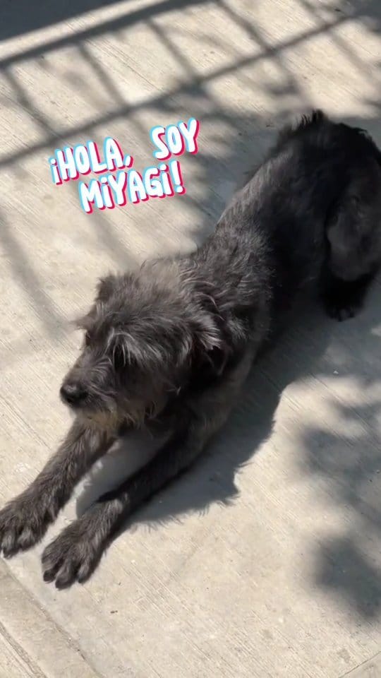 Post 10 by Petzer México on Instagram (video)