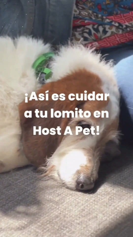 Post 9 by Petzer México on Instagram (video)