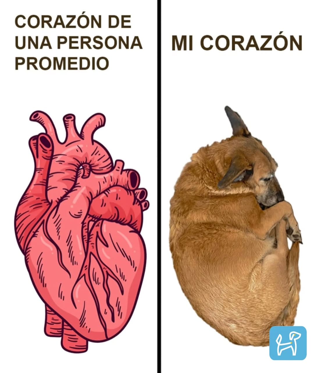 Post 3 by Petzer México on Instagram (image)