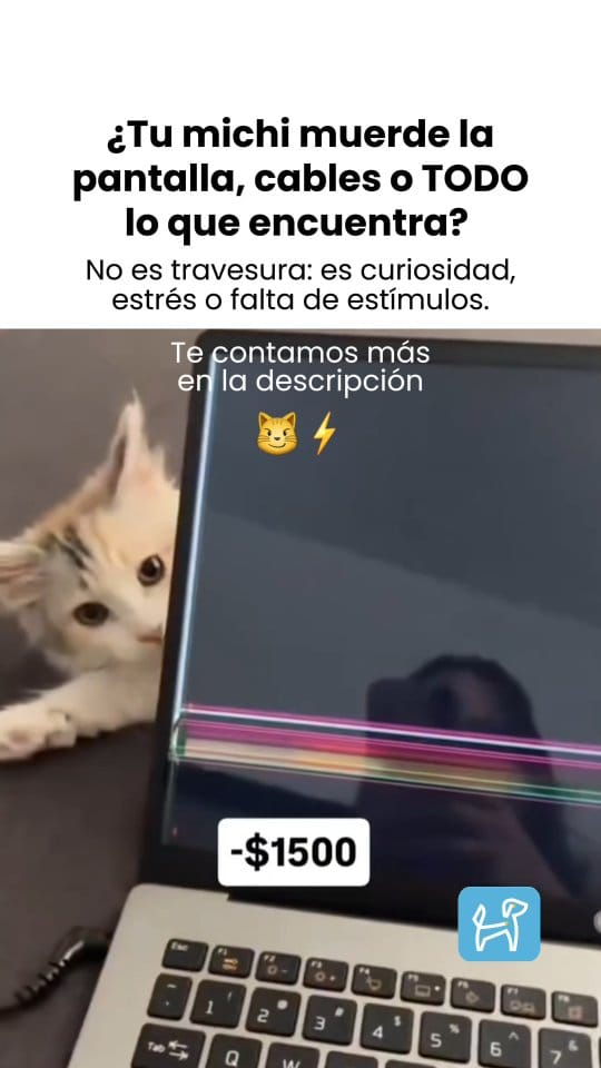 Post 6 by Petzer México on Instagram (video)