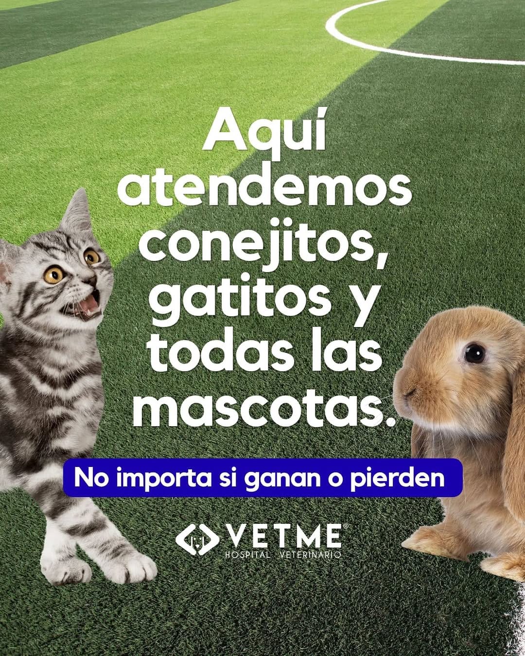 Post 6 by Vetme on Instagram (image)