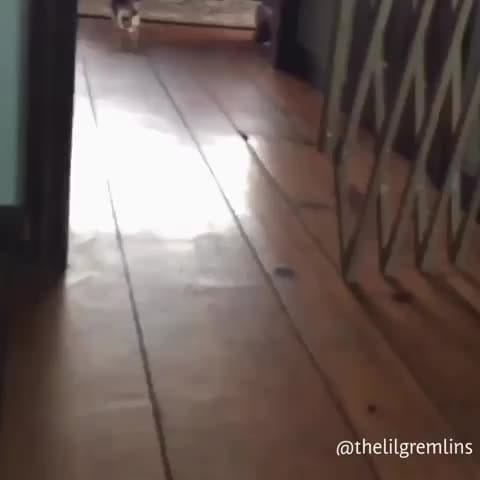 Post 7 by Chihuahua Addict 202 on Instagram (video)